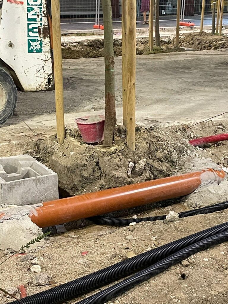 Corso Umberto: come mortificare gli alberi