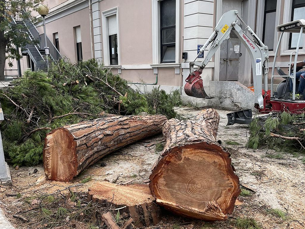Un abbattimento annunciato: la vicenda dei pini di Via Italica