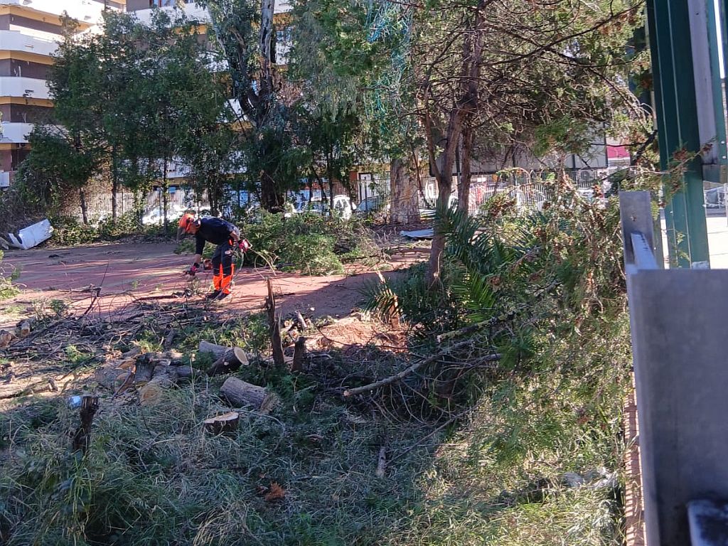 Abbattuti 84 alberi in un mese: 500 anni che nessuno compenserà!