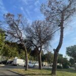 Cocciniglia dei pini: serve un intervento massiccio, subito anche a Pescara