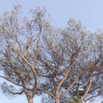 Cocciniglia a Pescara, cronologia di una morte annunciata