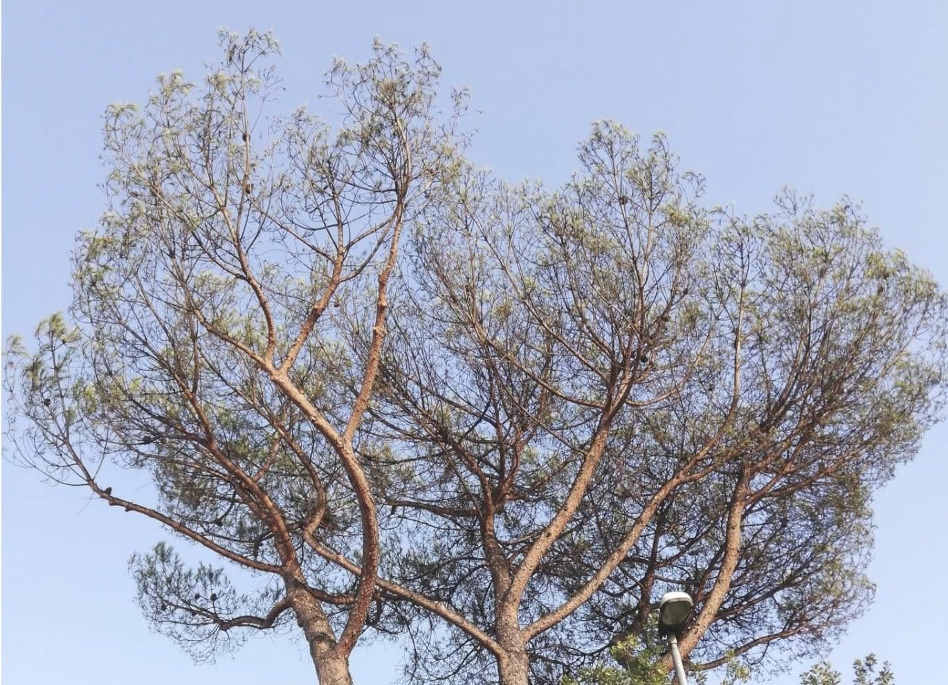 Cocciniglia a Pescara, cronologia di una morte annunciata